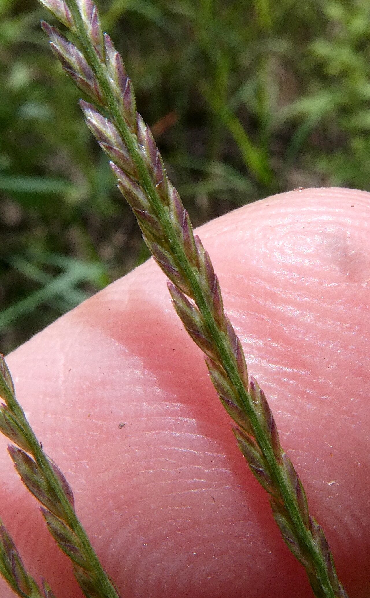 Leptochloa virgata flower