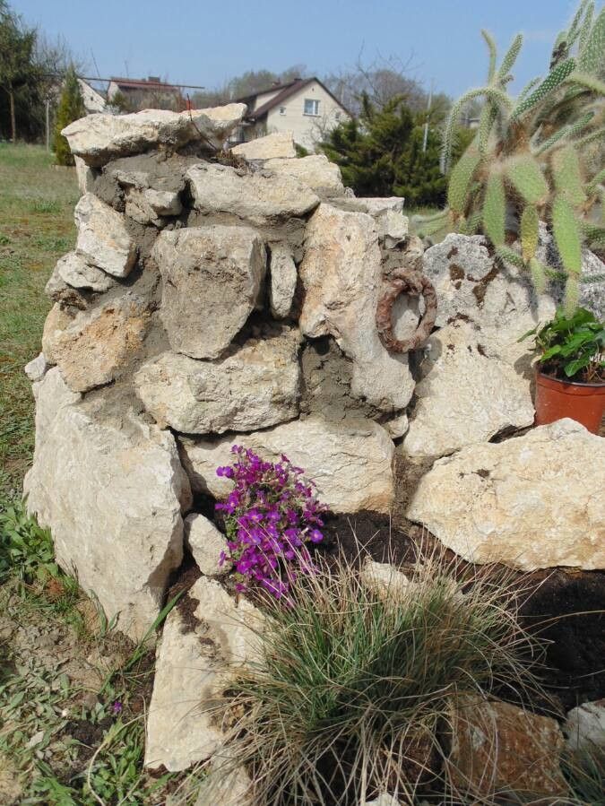 Epilobium obcordatum — search result for 'Epilobium'