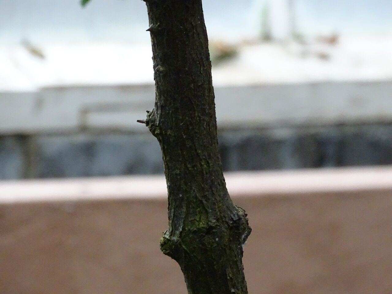 Caesalpinia cacalaco bark
