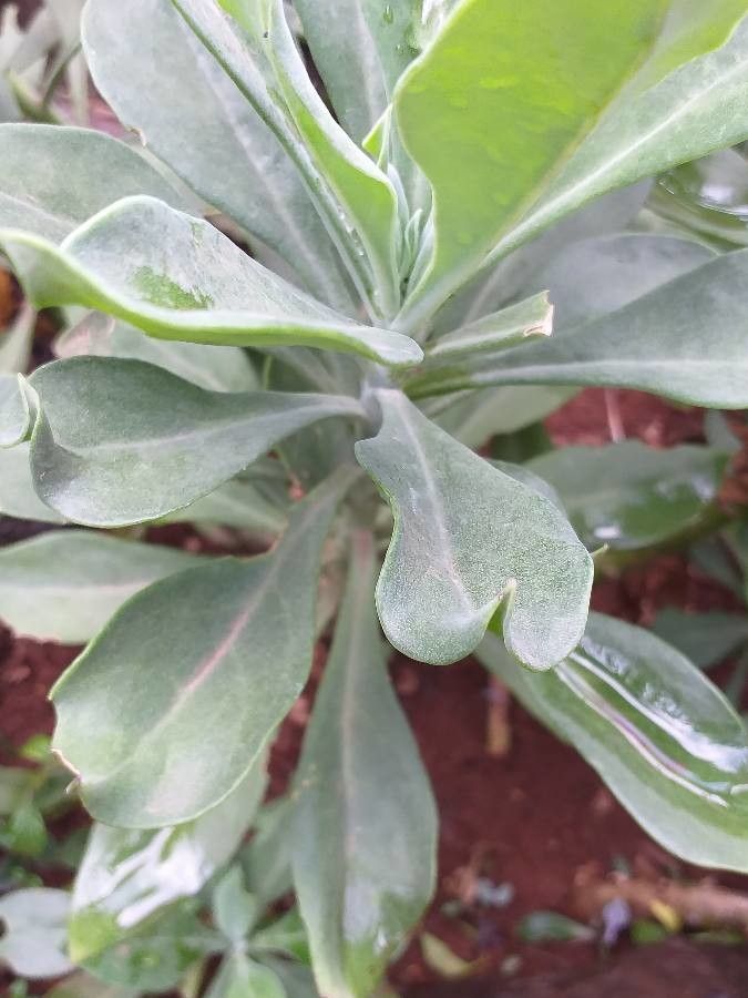 Kleinia amaniensis leaf