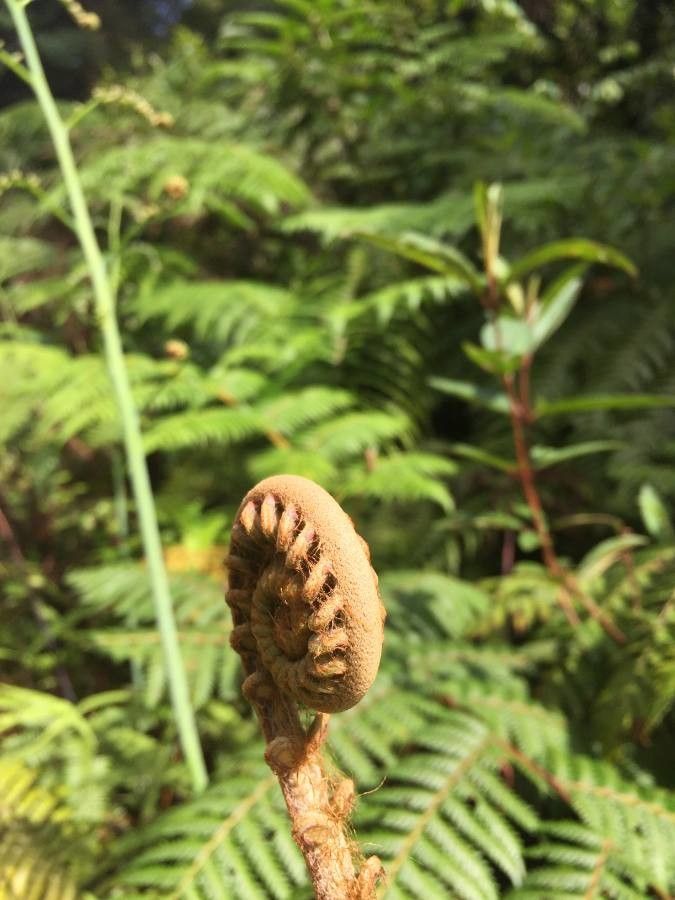 Polystichum munitum flower
