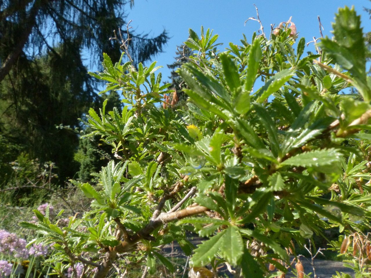 Ononis fruticosa — houseplant care guide