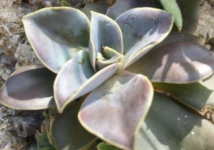 Echeveria olivacea — search result for 'Echeveria'