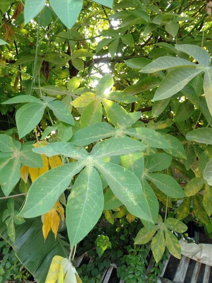 Manihot carthaginensis — houseplant care guide