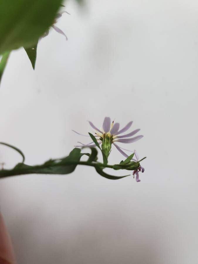 Symphyotrichum lowrieanum flower