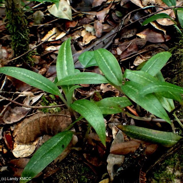 Goodyera humicola habit