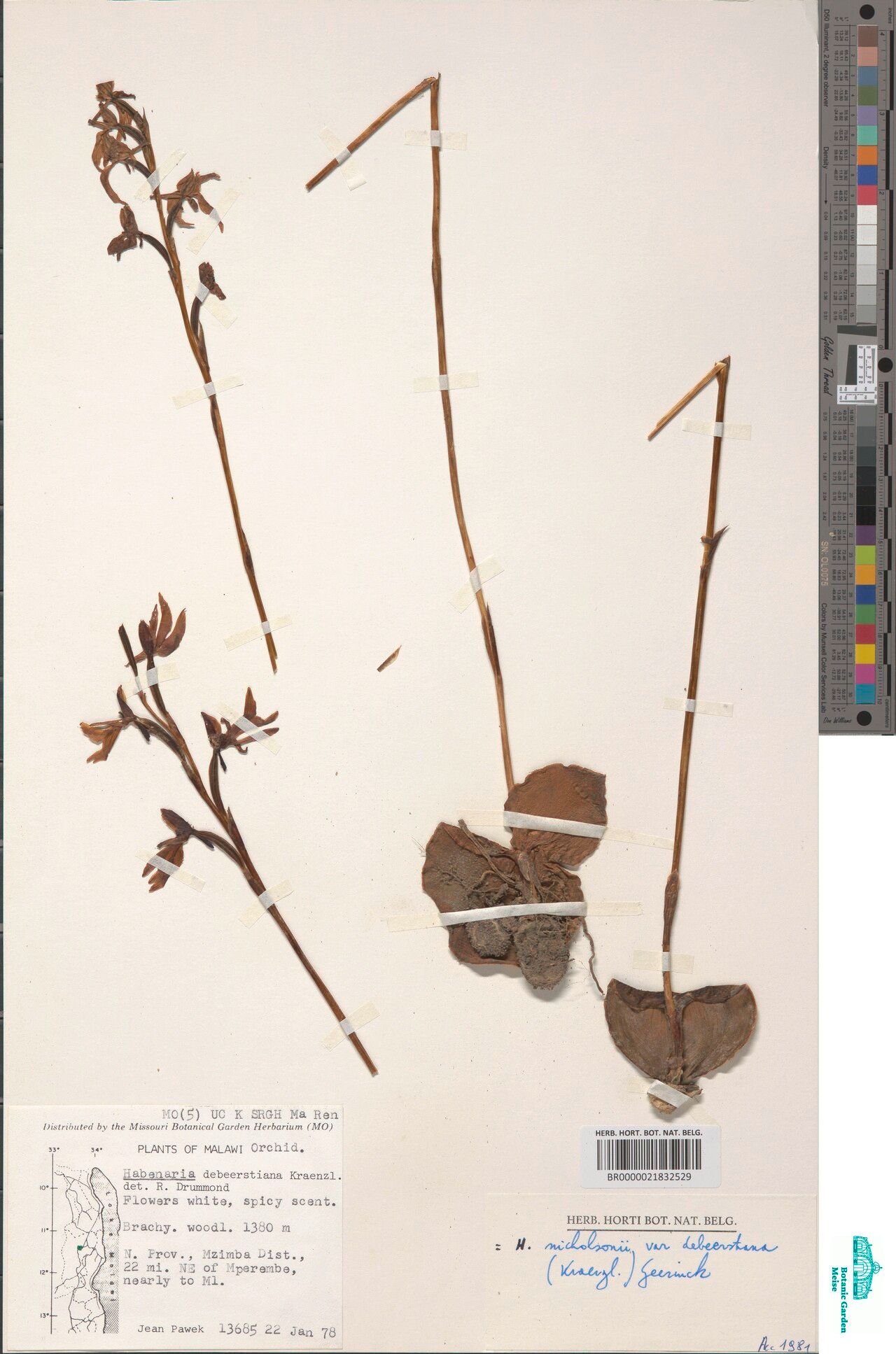 Habenaria debeerstiana — houseplant care guide