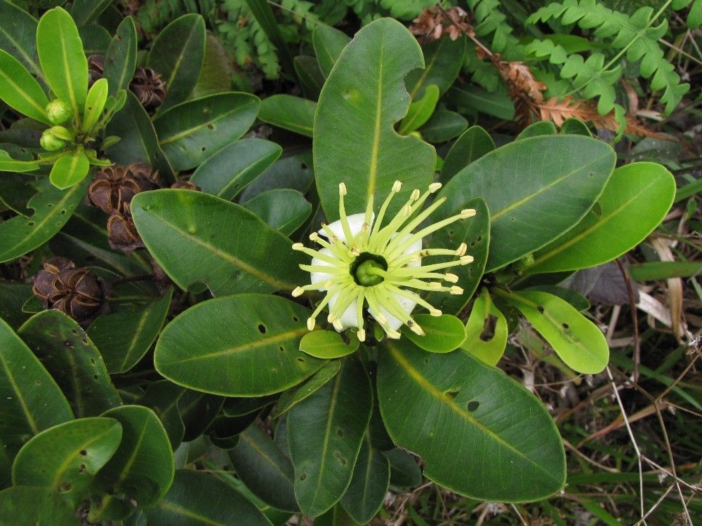 Xanthostemon vieillardii — houseplant care guide