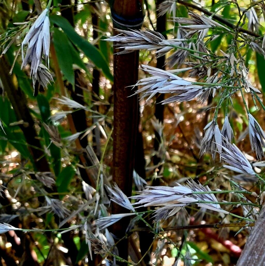 Bambusa multiplex fruit