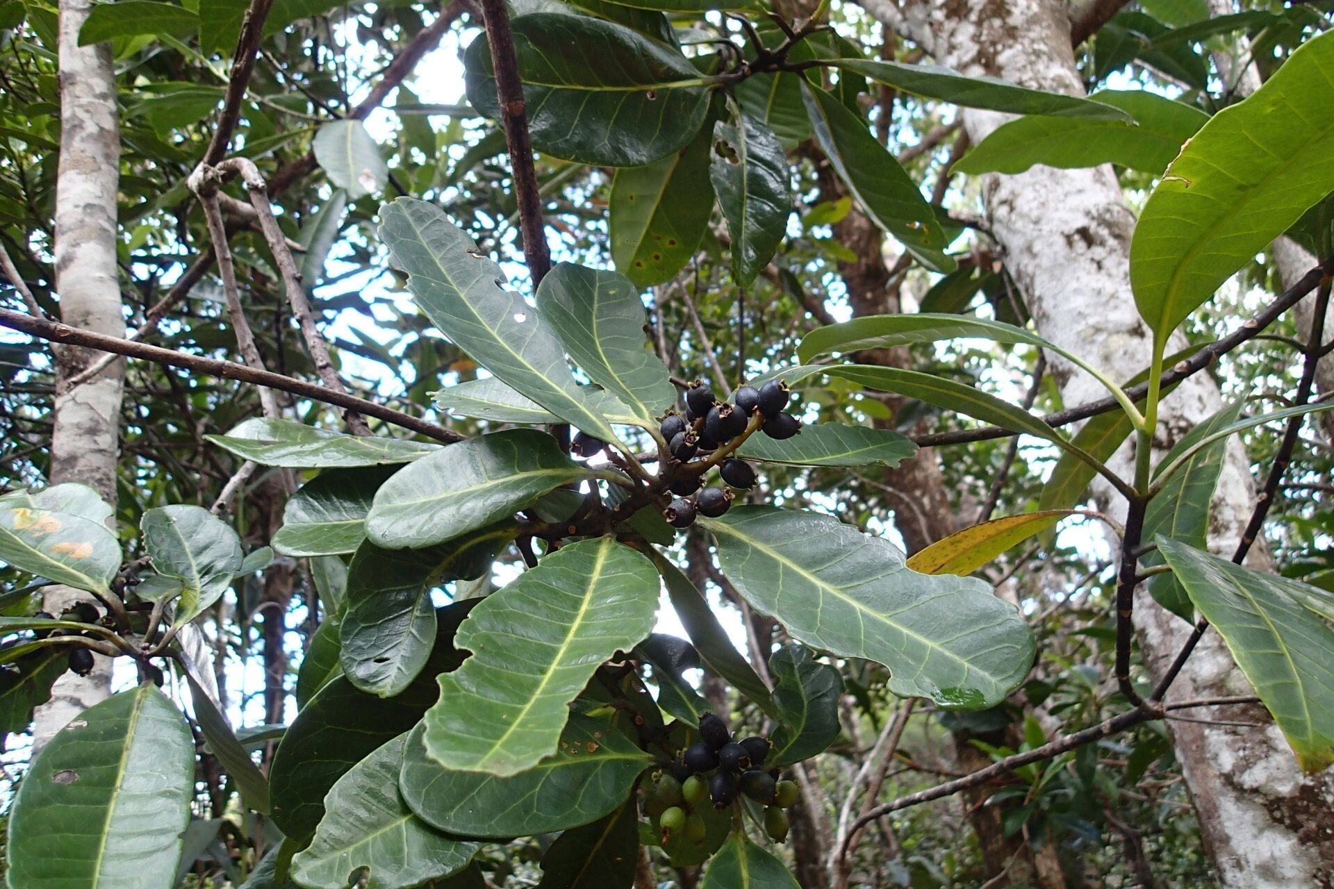 Symplocos flavescens habit