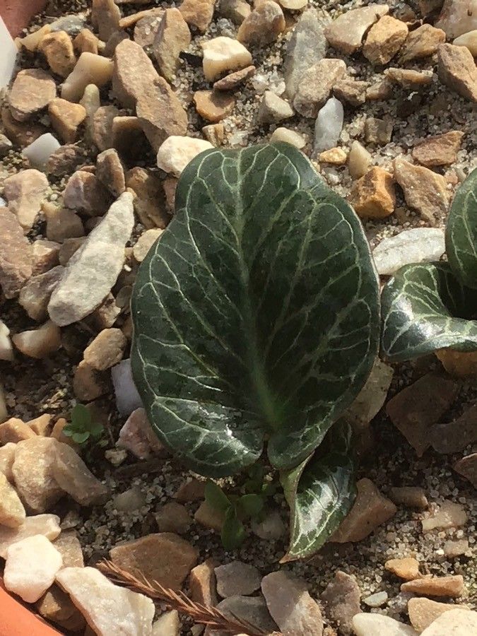 Arum pictum — cold hardy houseplant