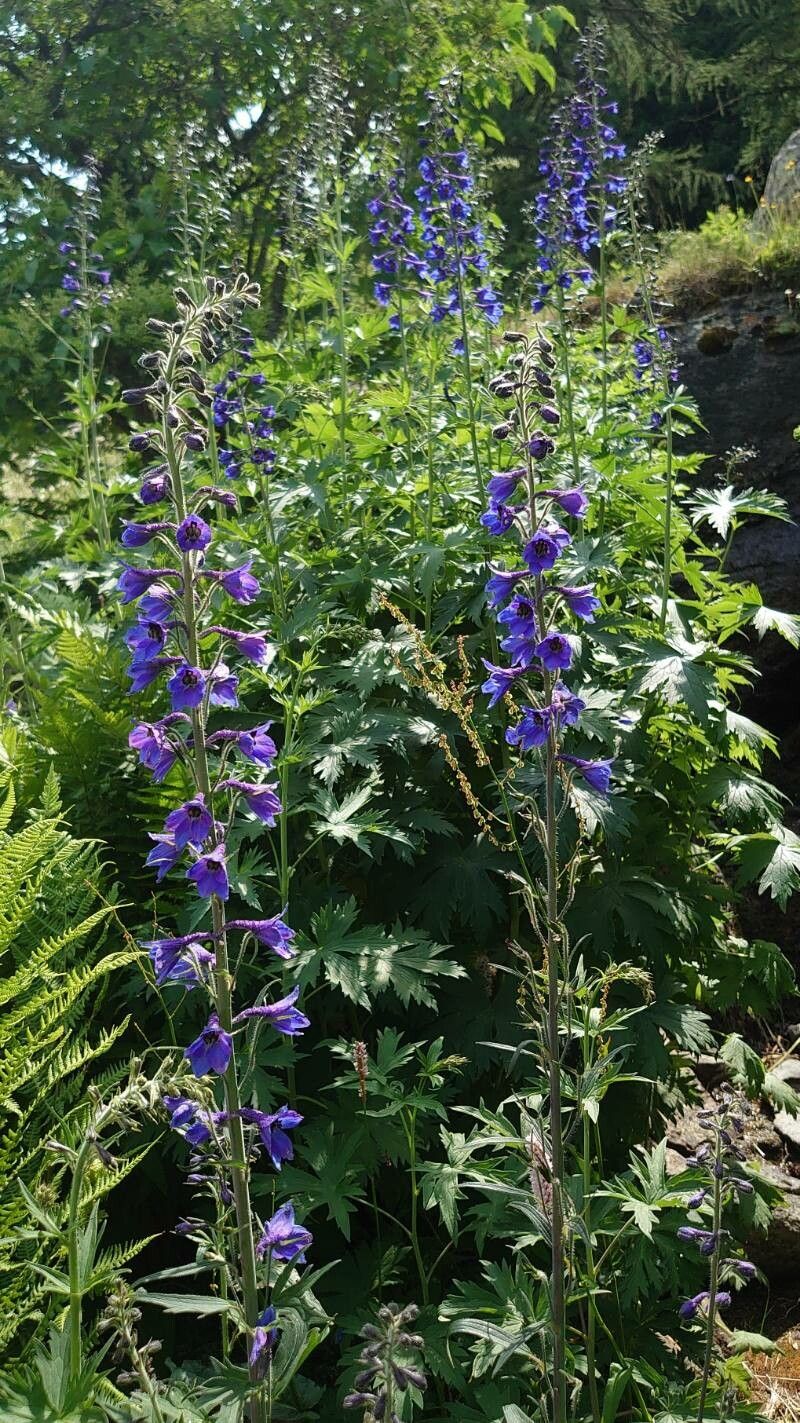 Delphinium dubium habit