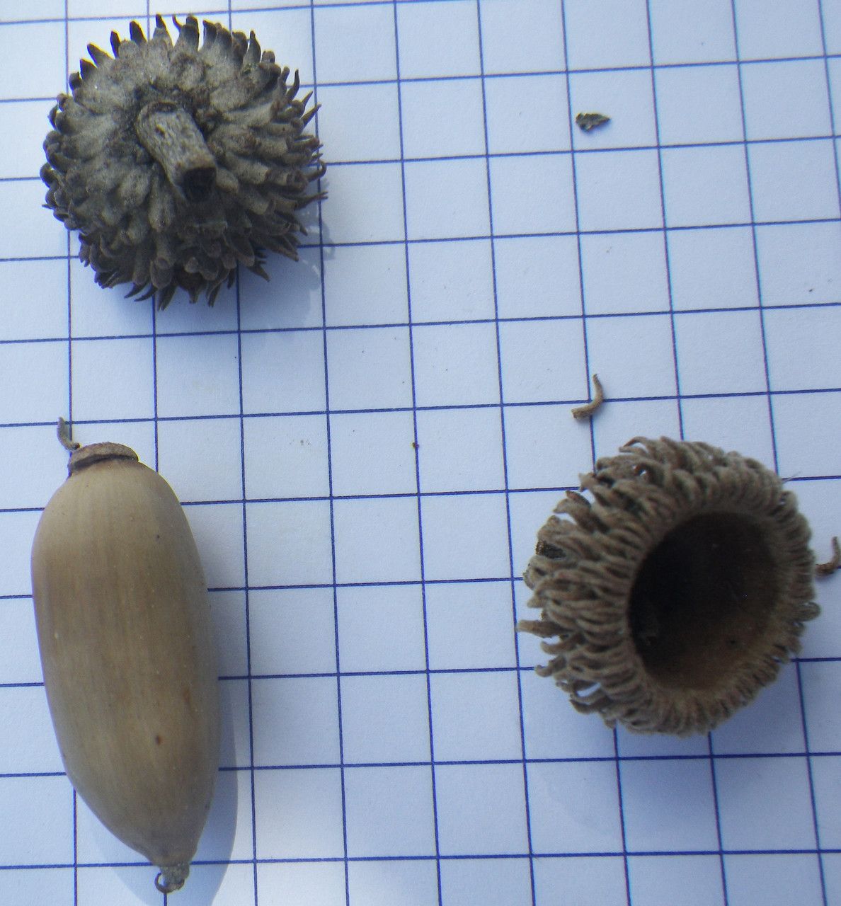 Quercus alnifolia fruit