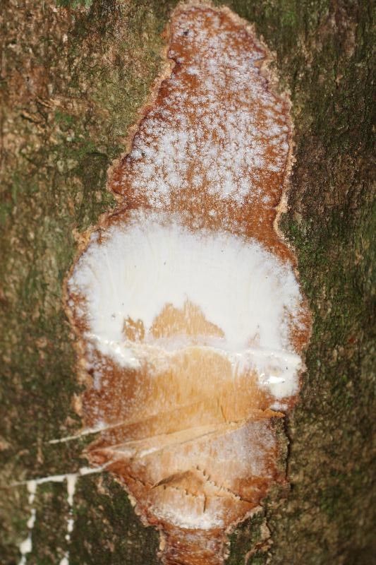 Himatanthus bracteatus other