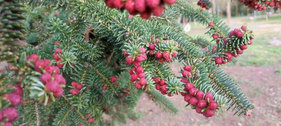Abies pinsapo fruit