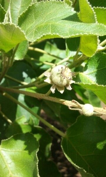 Croton mauritianus fruit