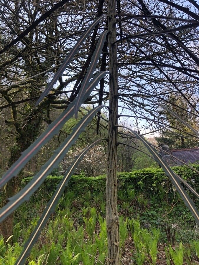 Pseudopanax crassifolius other