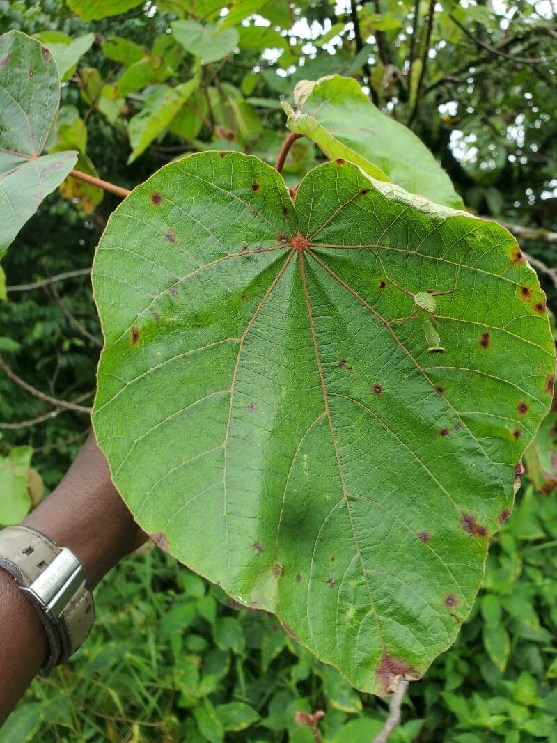 Dombeya ledermannii — search result for 'Dombeya'