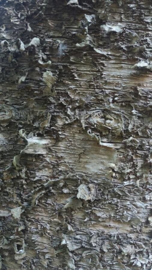 Araucaria montana bark