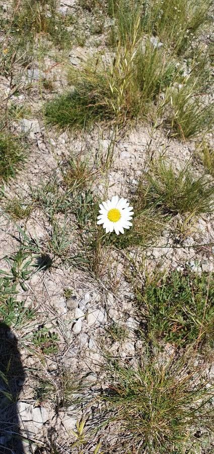 Leucanthemum graminifolium flower