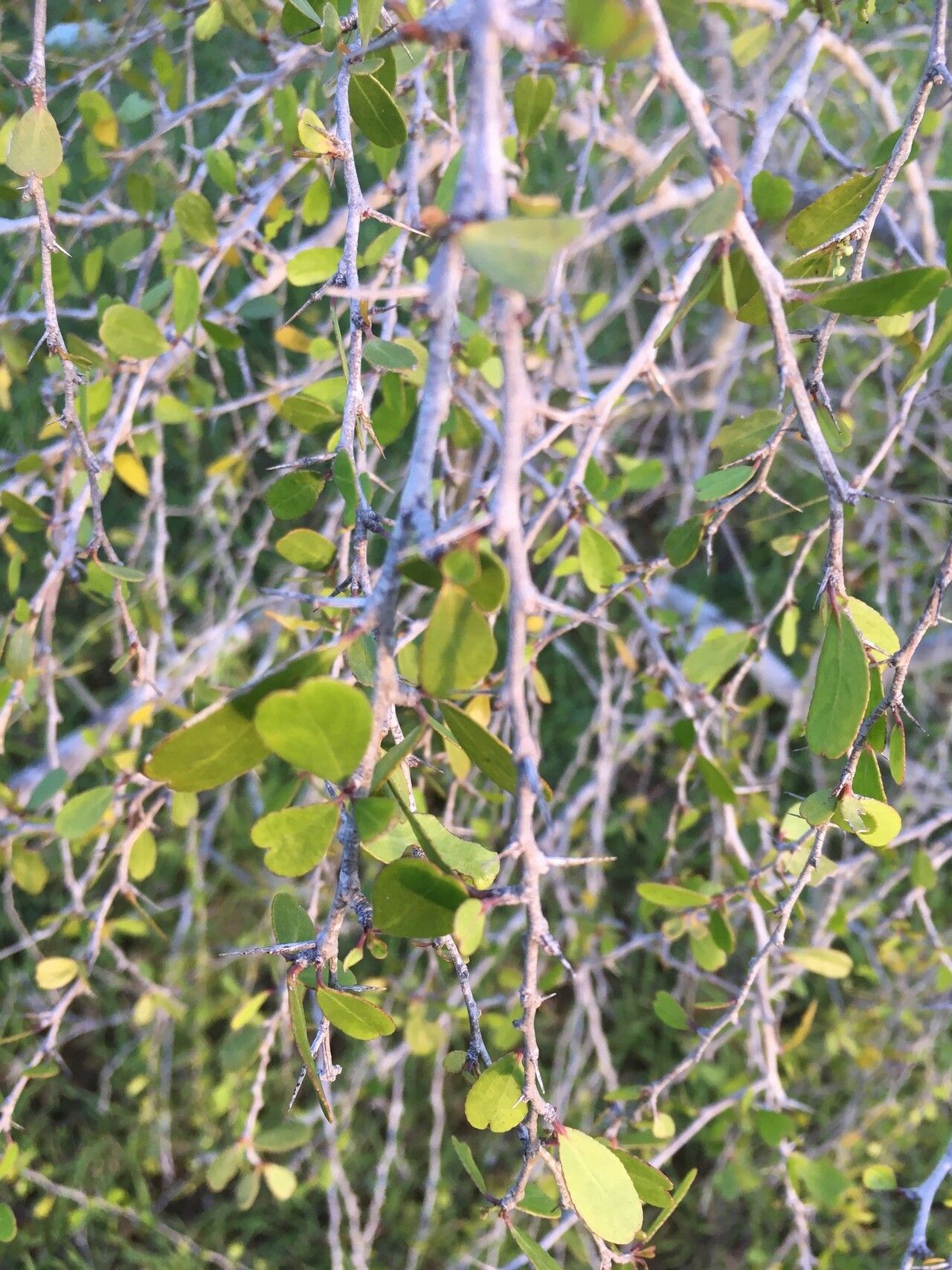 Gymnosporia grossulariae — houseplant care guide