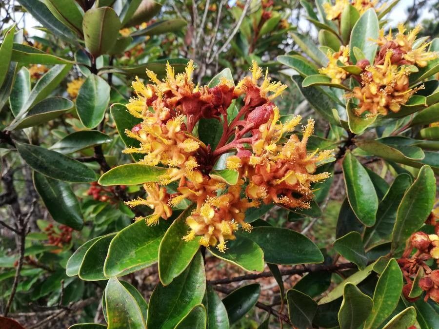 Tristaniopsis ninndoensis flower
