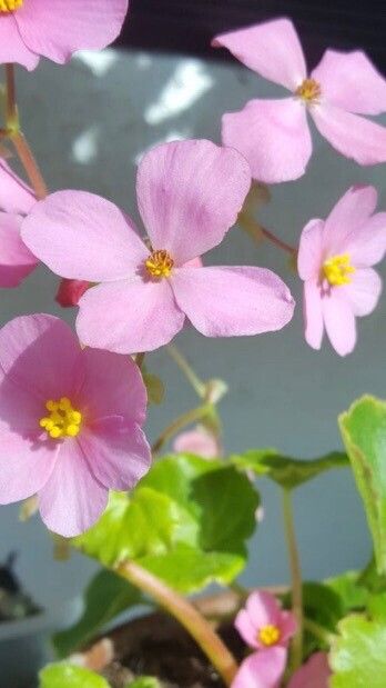 Begonia socotrana flower