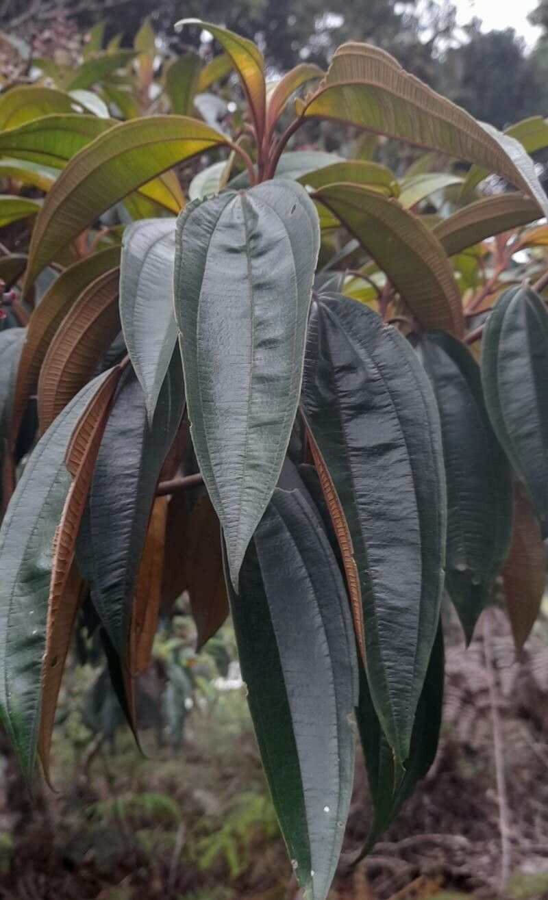 Miconia mirabilis — search result for 'Mirabilis'