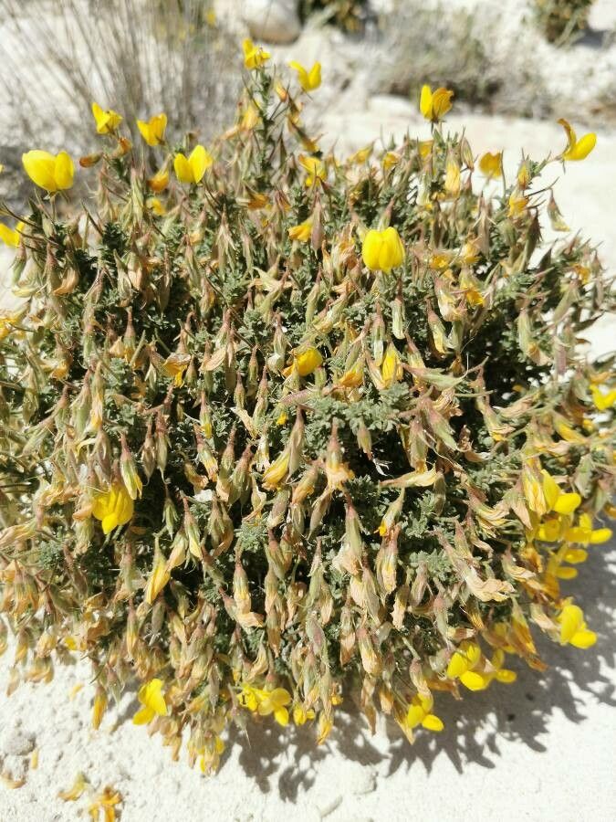 Ononis vaginalis fruit