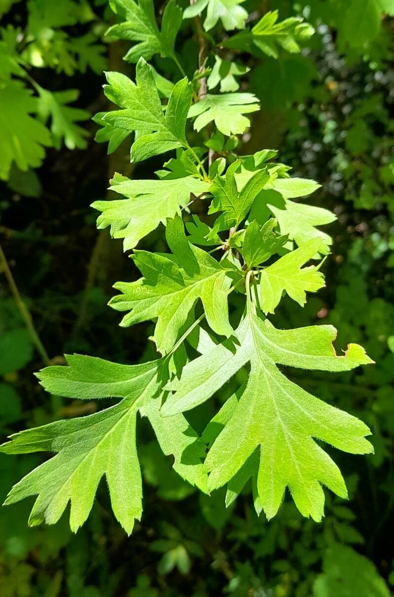 Ribes cucullatum — search result for 'Ribes'