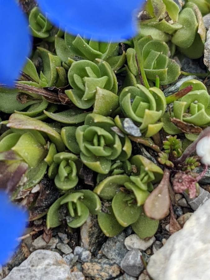 Gentiana schleicheri — houseplant care guide