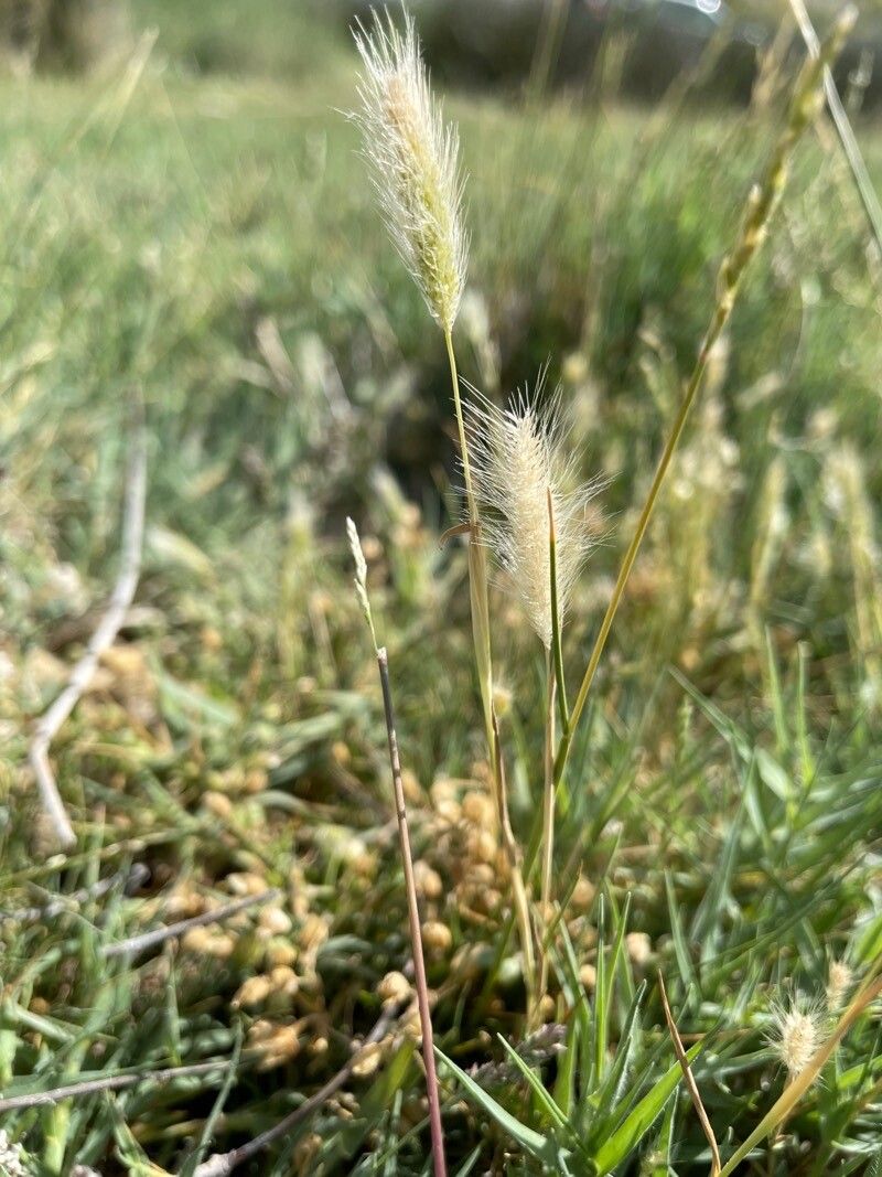 Polypogon maritimus leaf