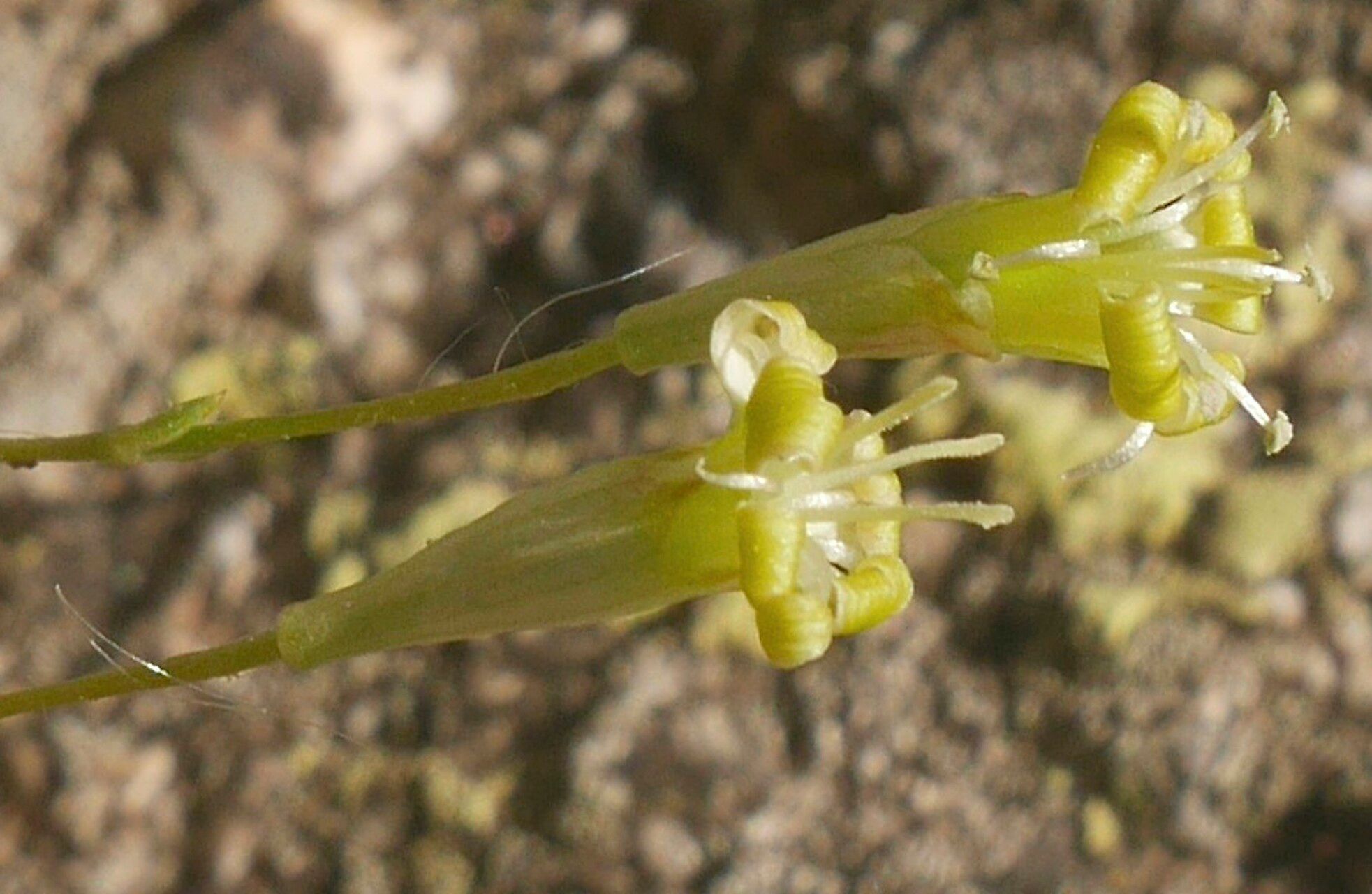 Silene viridiflora flower