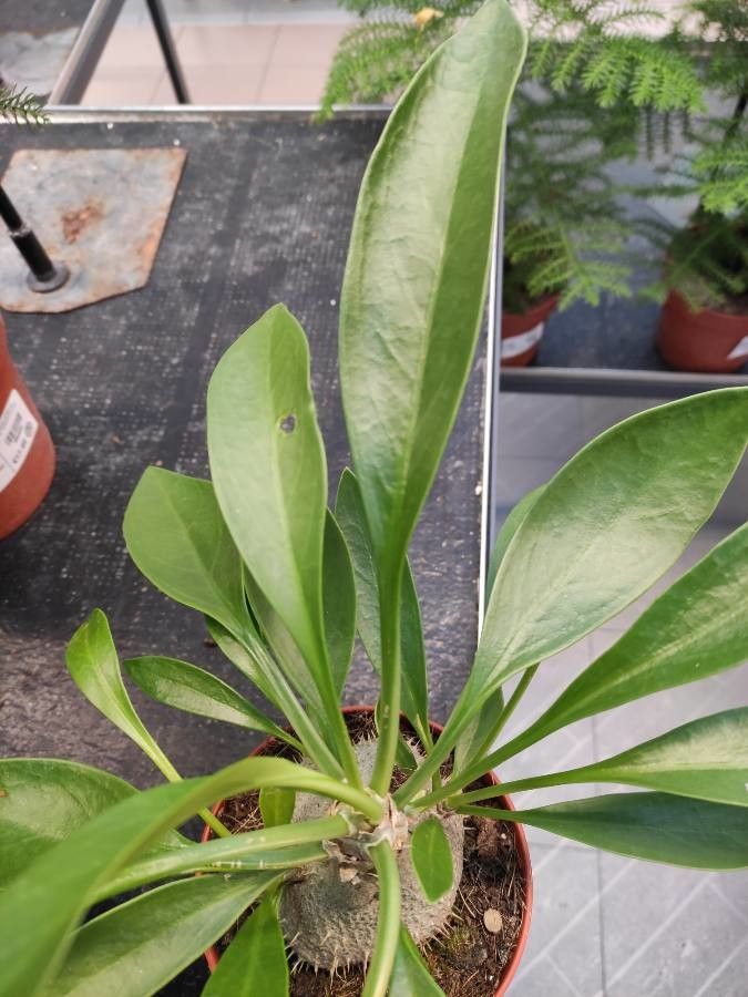 Myrmecodia beccarii — search result for 'Melaleuca'