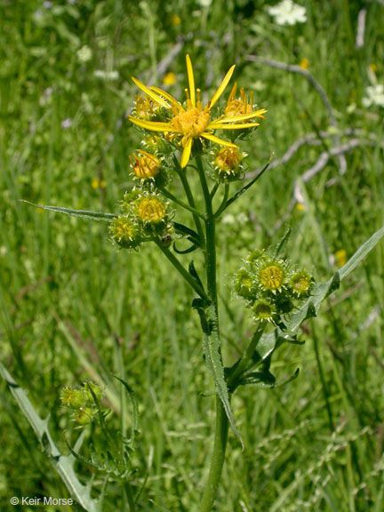 Senecio clarkianus flower