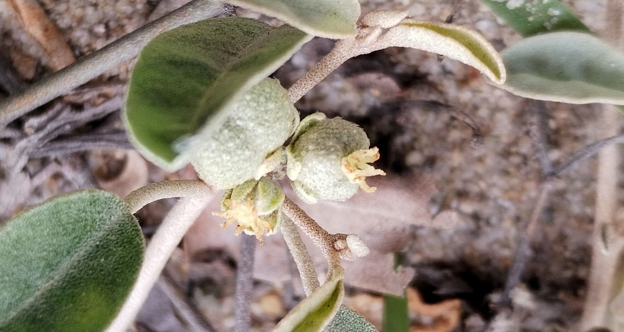 Croton californicus — houseplant care guide