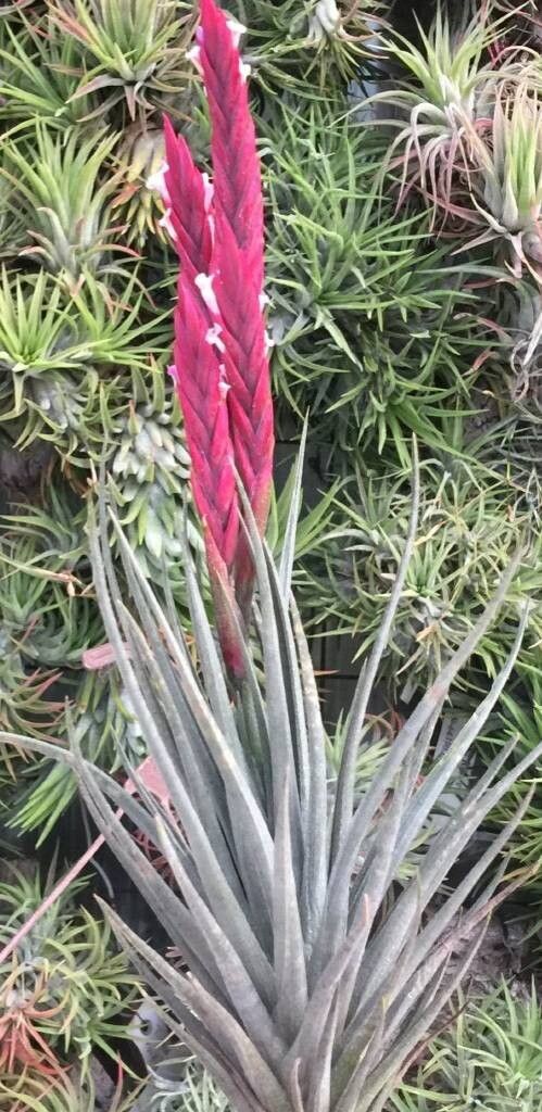 Tillandsia oropezana — houseplant care guide