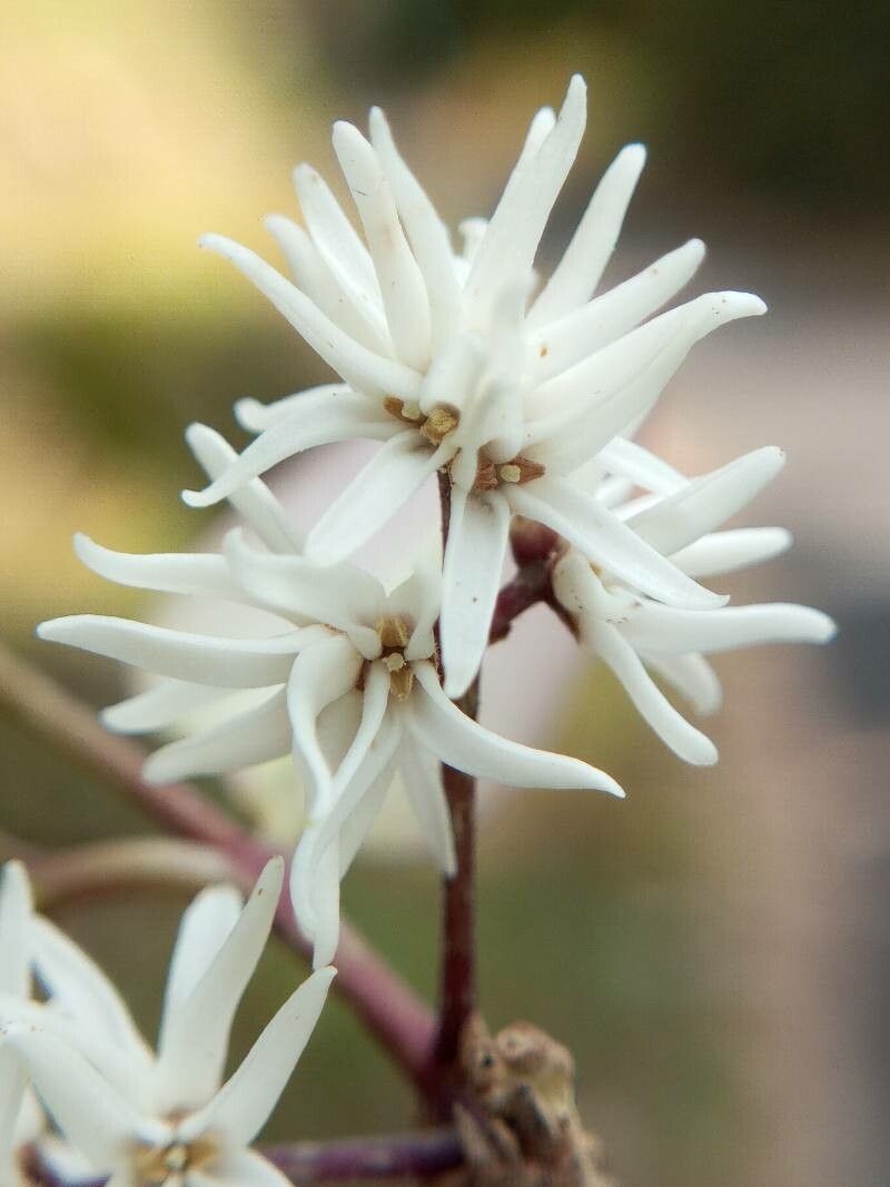 Chionanthus mala-elengi flower