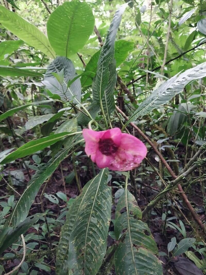 Palicourea correae flower
