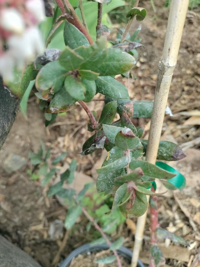 Arctostaphylos pajaroensis — search result for 'Arctostaphylos'