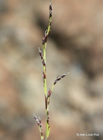 Schoenus neocaledonicus — related species from the same genus