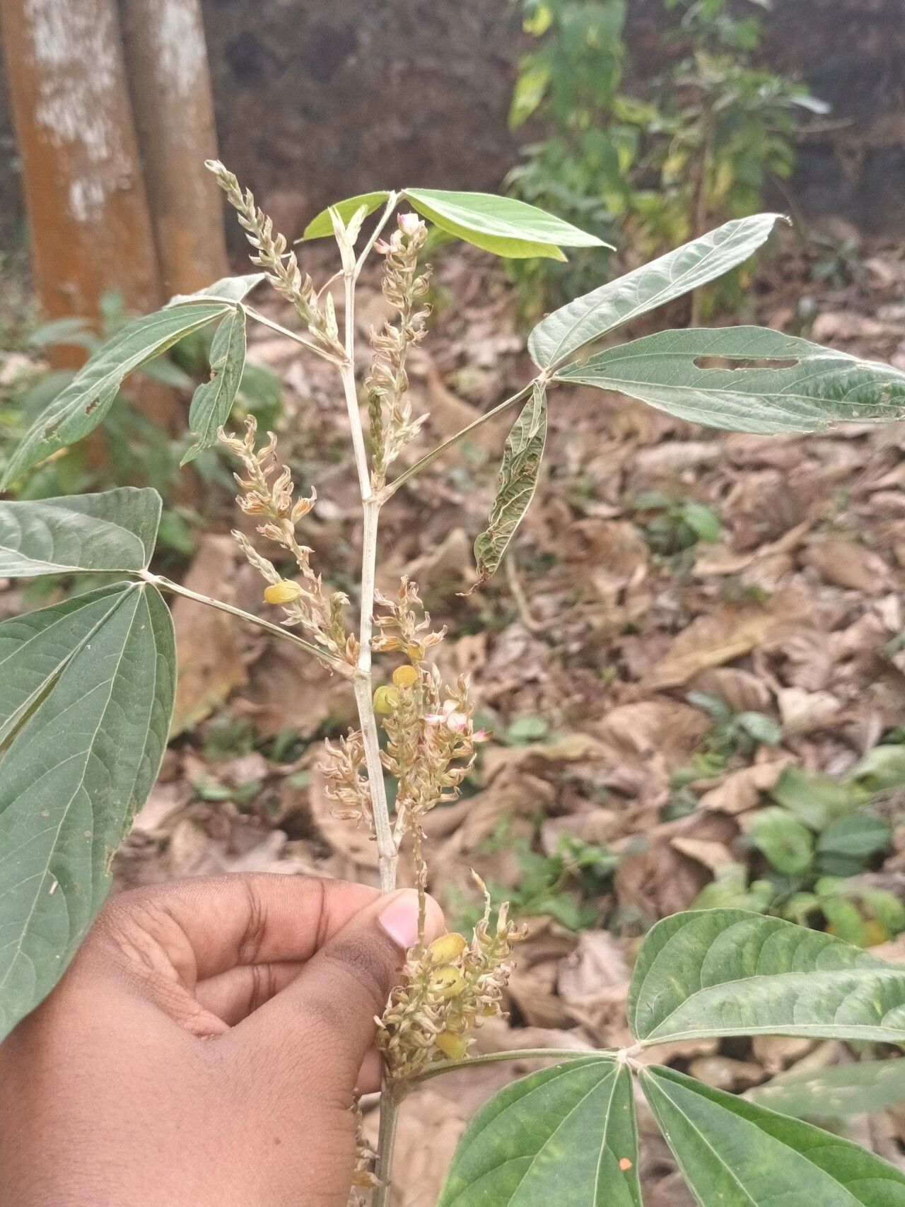 Flemingia semialata — related species from the same genus