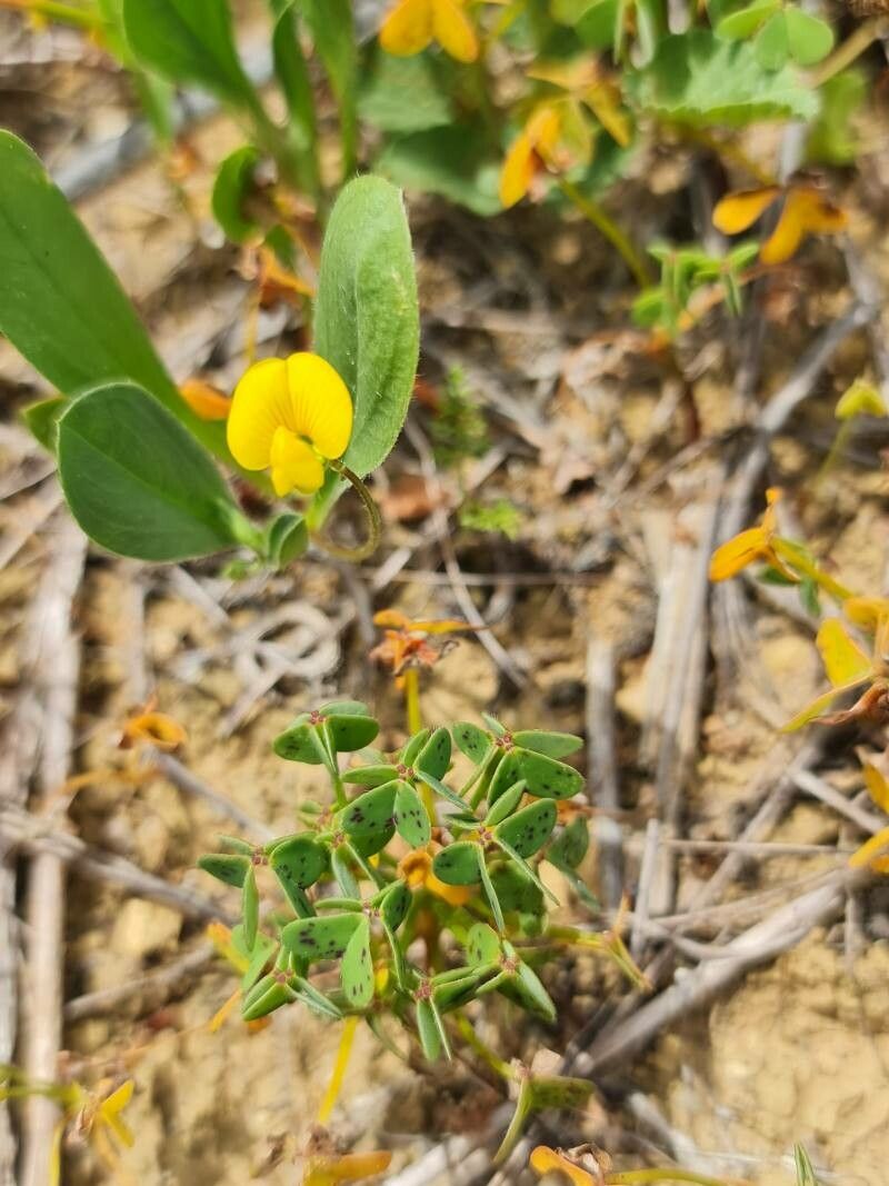 Coronilla repanda leaf