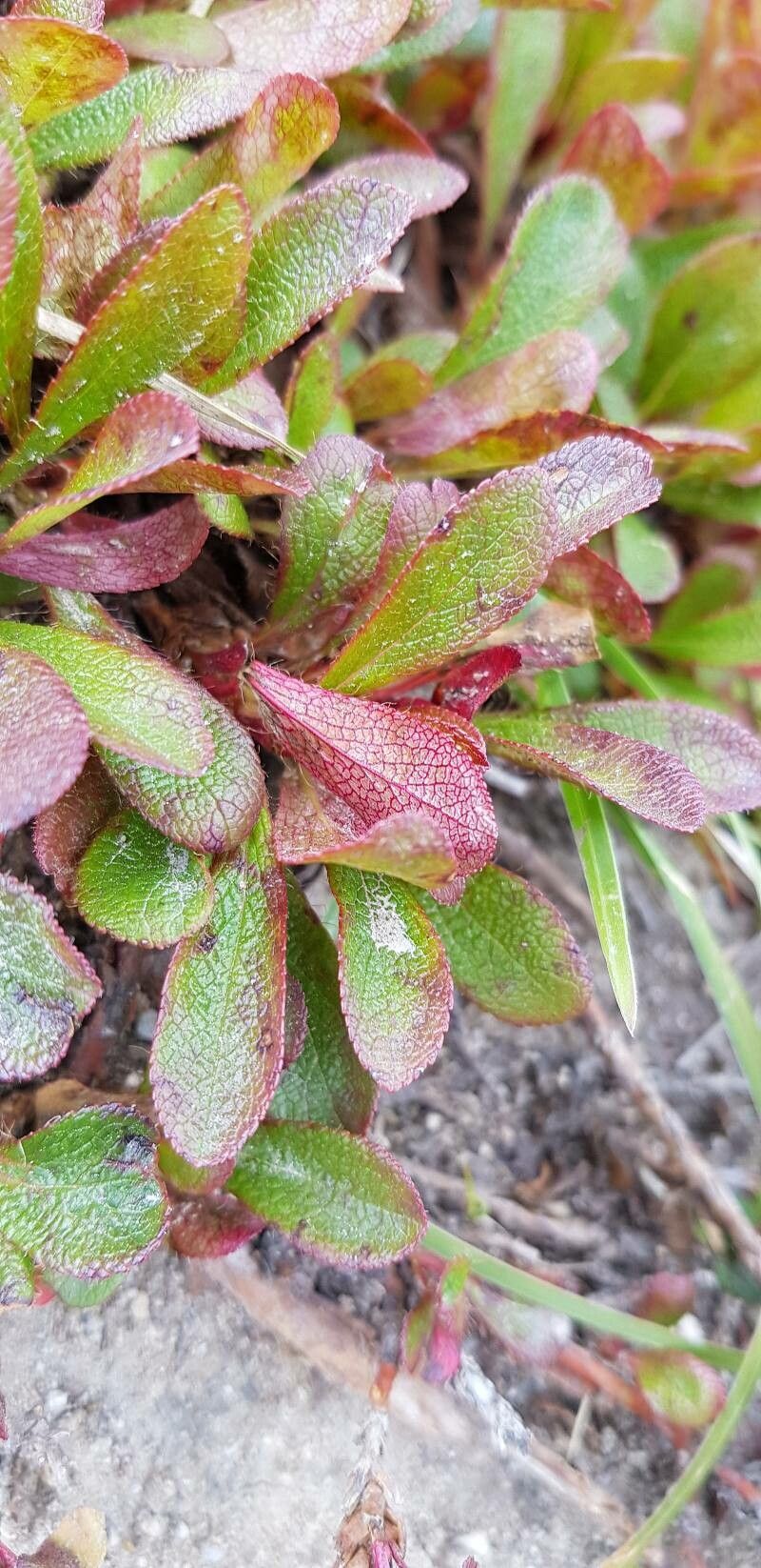 Arctostaphylos alpinus — related species from the same genus