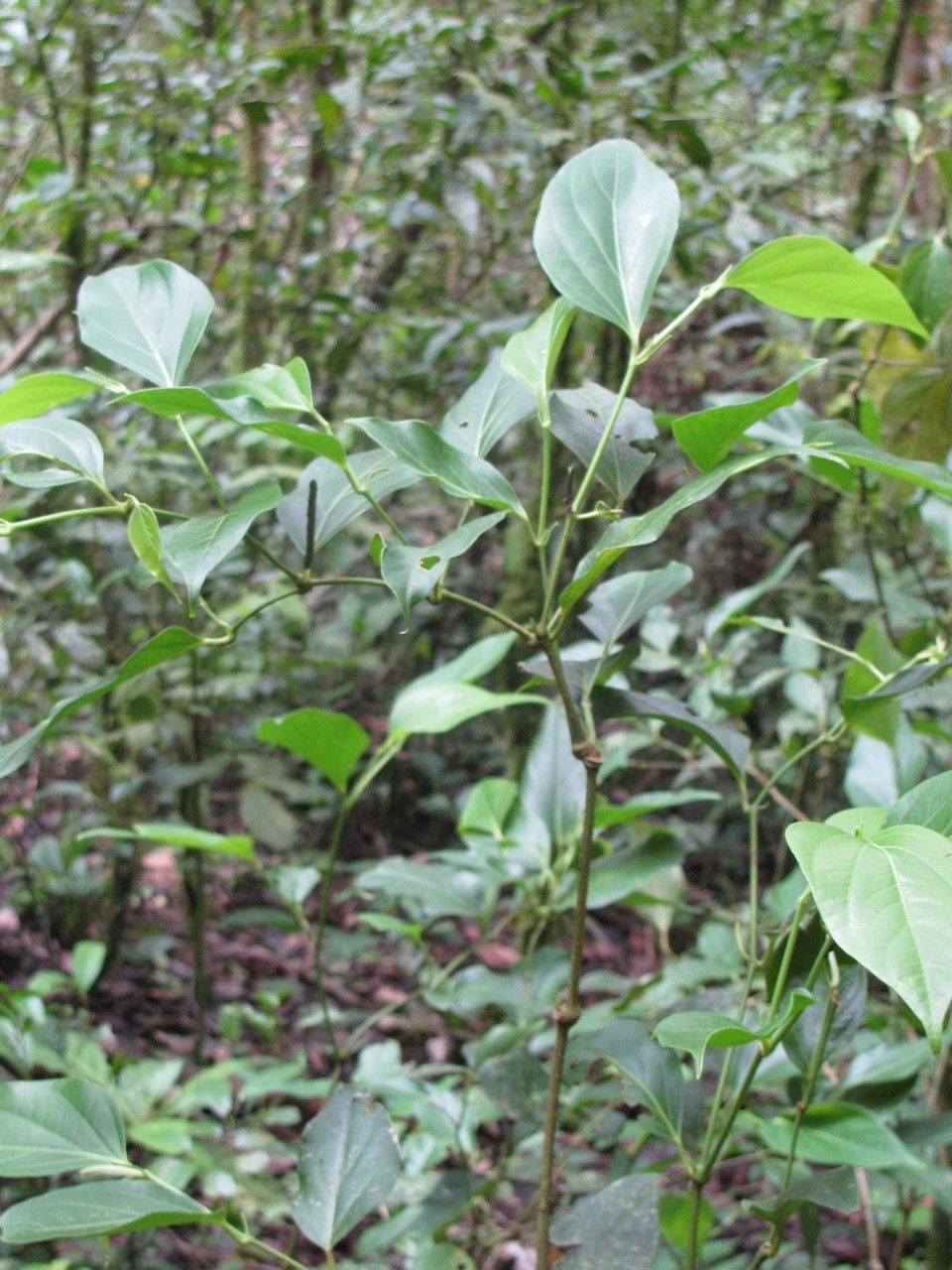 Piper asymmetricum habit