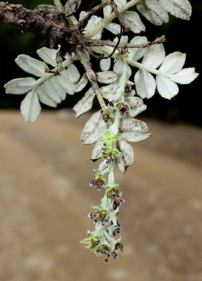 Polylepis hieronymi — related species from the same genus