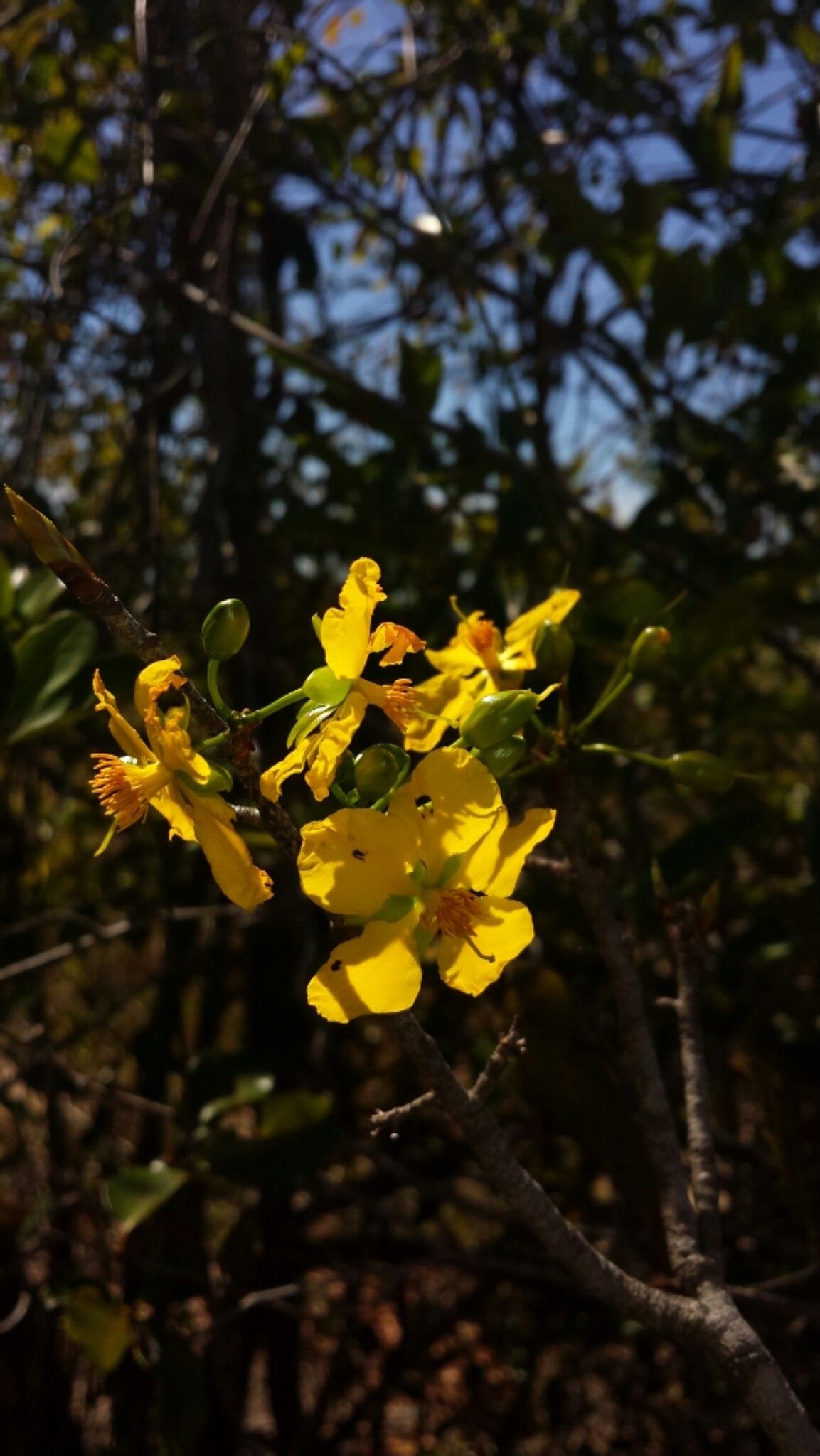 Ochna pervilleana — houseplant care guide