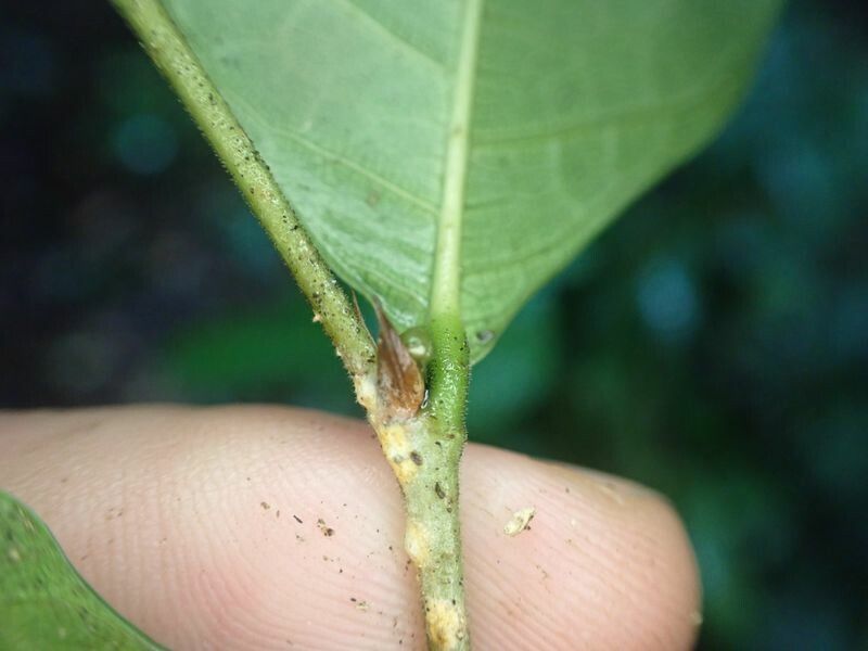 Sloetiopsis usambarensis leaf