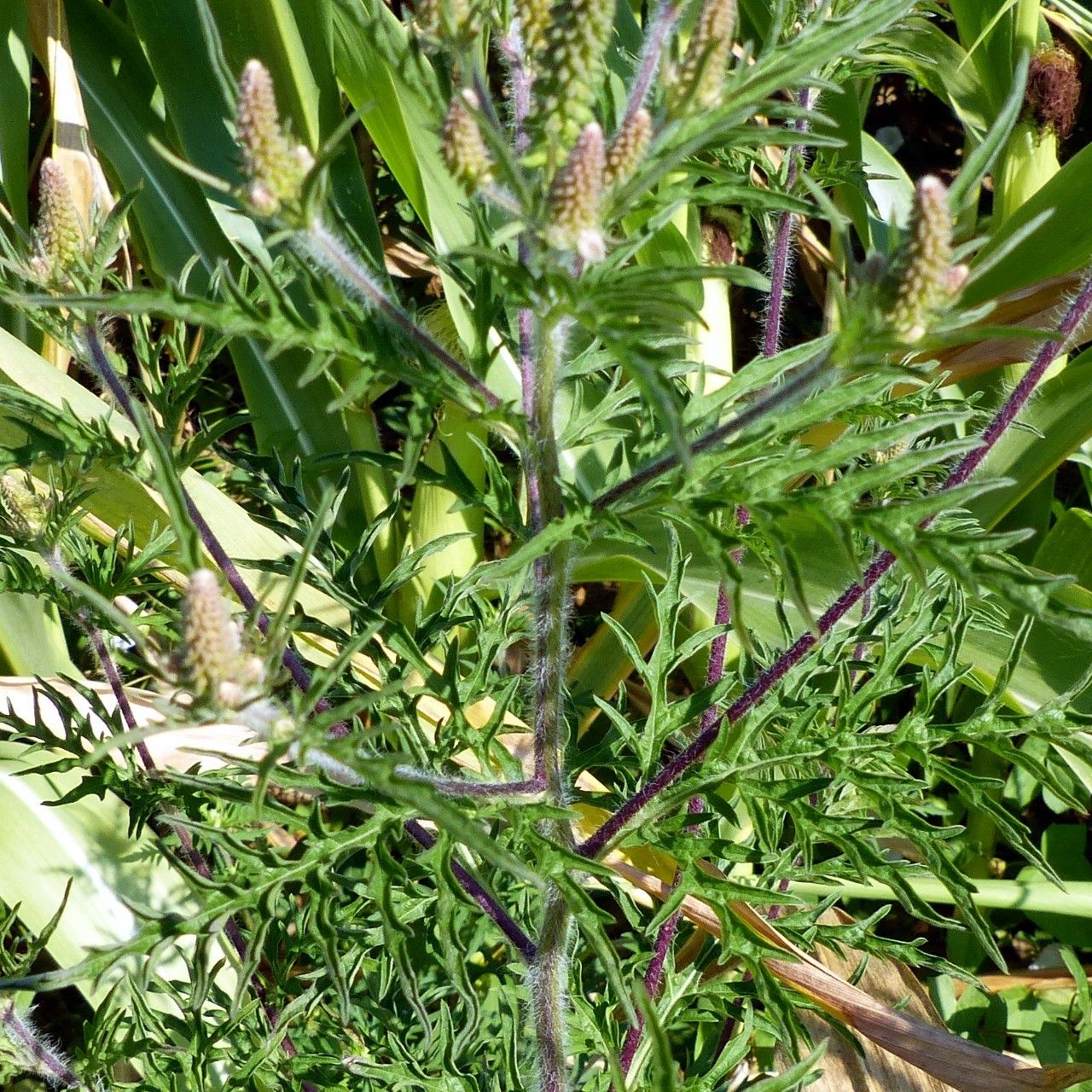 Ambrosia acanthicarpa leaf