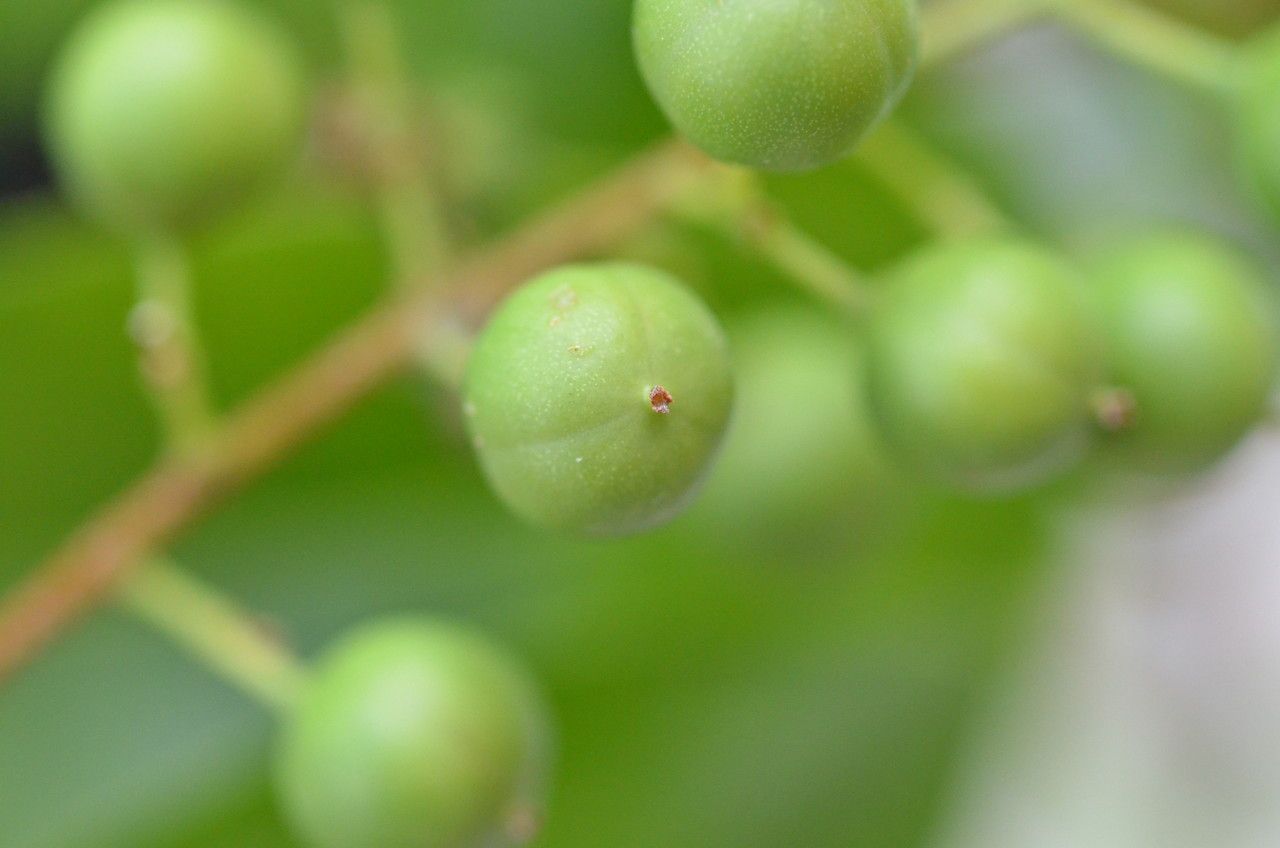 Celastrus subspicatus fruit